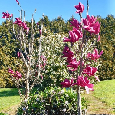 magnolia burgundy star5